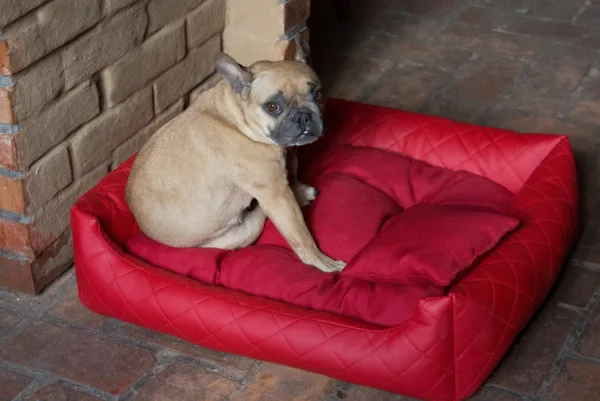 dog bed leather